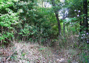 岡本山古墳 岡本山古墳