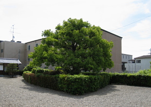 太田茶臼山古墳/三嶋藍野陵 域内陪塚 車塚 太田茶臼山古墳/三嶋藍野陵 域内陪塚 車塚
