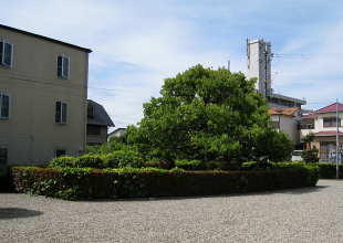 太田茶臼山古墳/三嶋藍野陵 域内陪塚 車塚 太田茶臼山古墳/三嶋藍野陵 域内陪塚 車塚