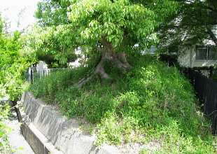 ろ号陪塚 ろ号陪塚