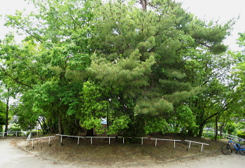 塚原 O1号墳 塚原 O1号墳