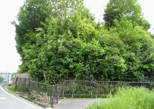 郡山古墳 郡山古墳